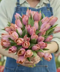 Tulipanløg ‘Salmon Prince’ – Str. 12+ | Elegant laksefarvet tulipan | FRA 5,40 KR.