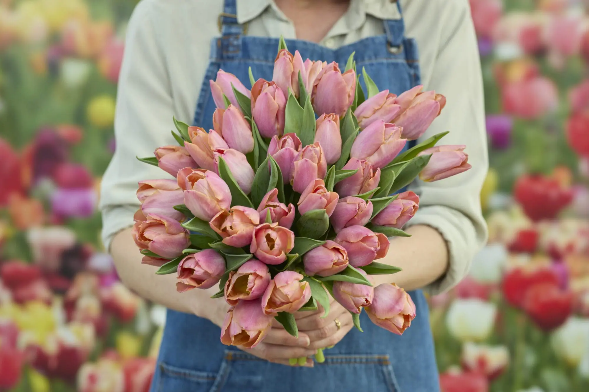 Tulipanløg ‘Salmon Prince’ – Str. 12+ | Elegant laksefarvet tulipan | FRA 5,40 KR.