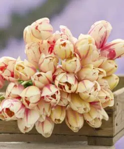 Tulipanløg ‘Sorbet’ – Str. 12+ (Single Late) | Cremefarvet tulipan med rosa striber | FRA 5,40 KR.