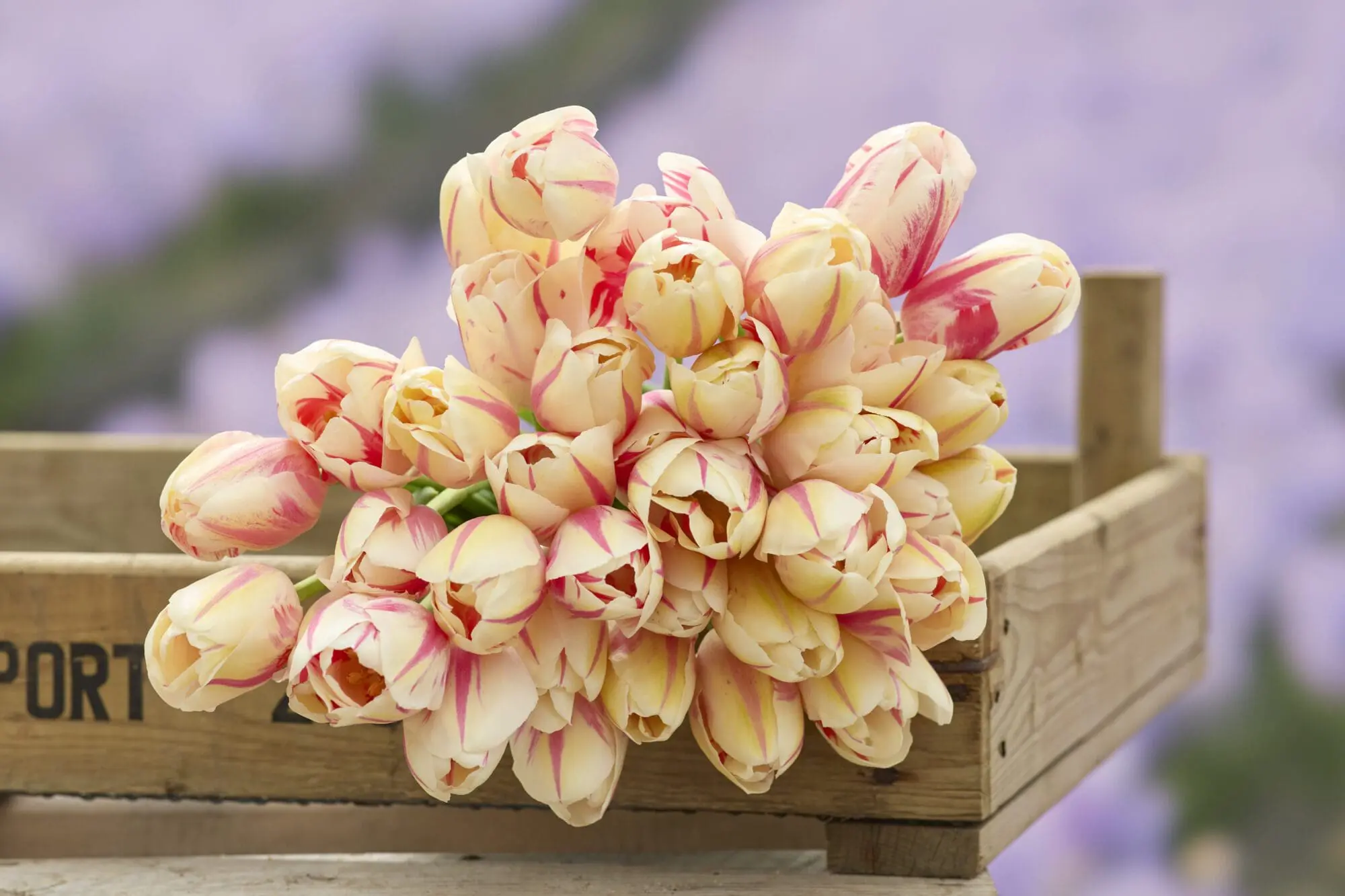 Tulipanløg ‘Sorbet’ – Str. 12+ (Single Late) | Cremefarvet tulipan med rosa striber | FRA 5,40 KR.