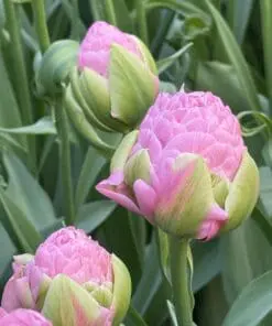 Tulipanløg ‘Strawberry Cream’ (Tulipa Double Late) – Str. 12+ | Fyldt romantisk tulipan | FRA 8,76 KR