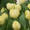 Tulipanløg ‘Sunny Prince’ – Str. 12+ | Smuk lysegul forårstulipan | FRA 5,40 KR.