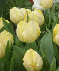 Tulipanløg ‘Sunny Prince’ – Str. 12+ | Smuk lysegul forårstulipan | FRA 5,40 KR.