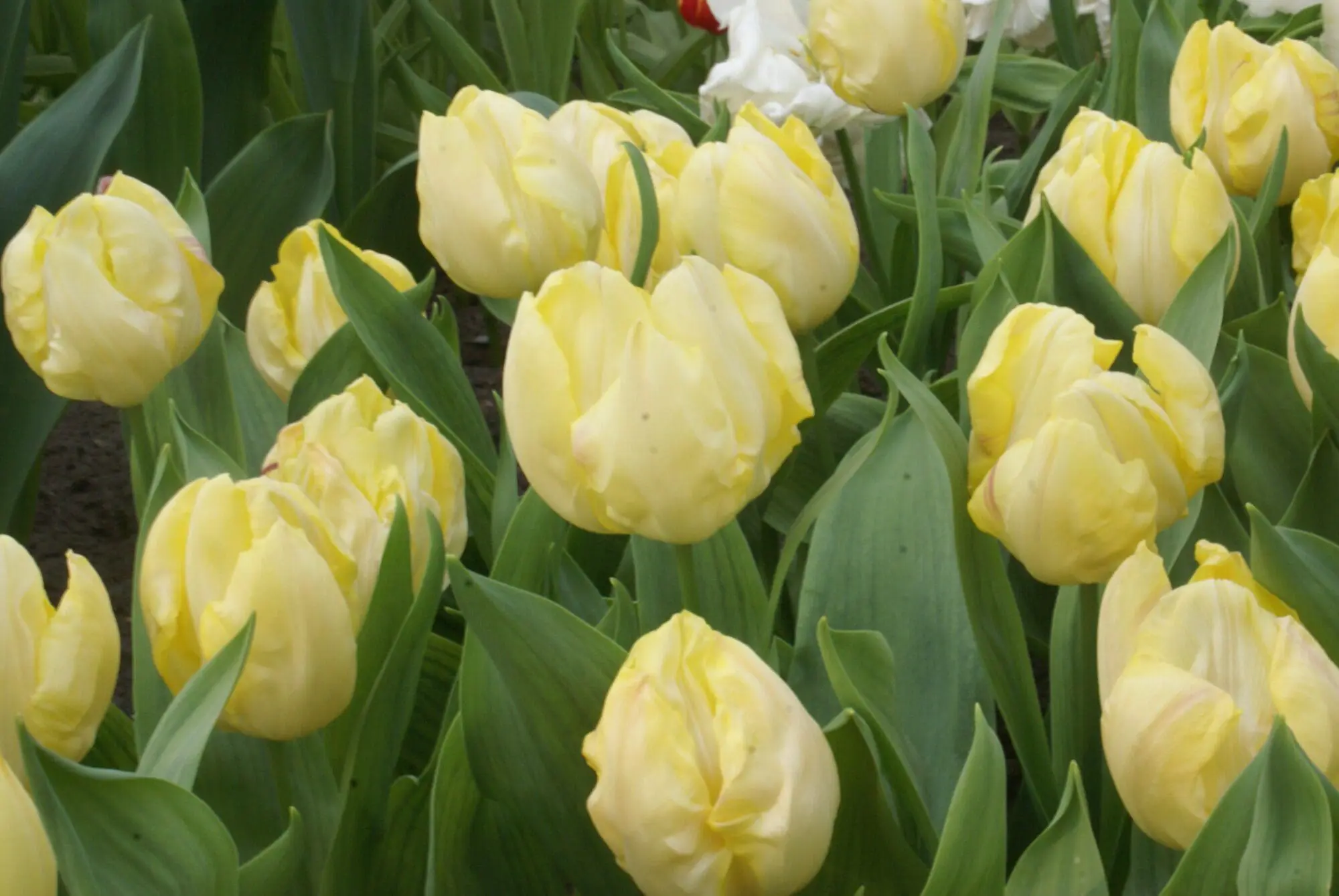 Tulipanløg ‘Sunny Prince’ – Str. 12+ | Smuk lysegul forårstulipan | FRA 5,40 KR.