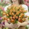 Tulipanløg ‘Sunrise Prince’ – Str. 12+ | Orange tulipan til haven | FRA 5,40 KR.