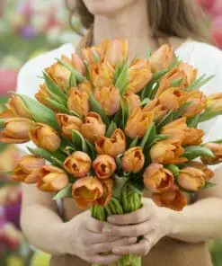 Tulipanløg ‘Sunrise Prince’ – Str. 12+ | Orange tulipan til haven | FRA 5,40 KR.