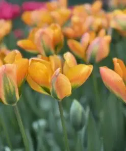 Tulipanløg ‘Orange Marmalade’ (Viridiflora) | Eksklusiv orange-grøn tulipan | Løgstr. 12+ | FRA 5,40 KR.