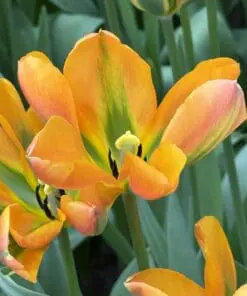 Tulipanløg ‘Orange Marmalade’ (Viridiflora) | Eksklusiv orange-grøn tulipan | Løgstr. 12+ | FRA 5,40 KR.