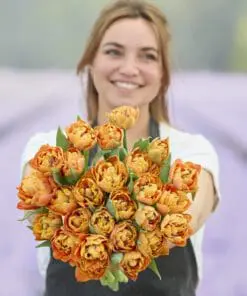 Tulipanløg ‘Valdivia’ (Tulipa Double Early) – Str. 12+ | Fyldt tidlig tulipan | FRA 5,40 KR