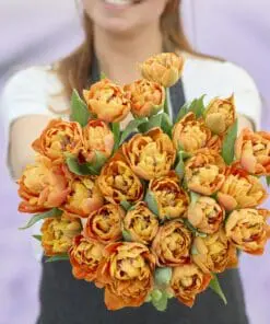 Tulipanløg ‘Valdivia’ (Tulipa Double Early) – Str. 12+ | Fyldt tidlig tulipan | FRA 5,40 KR