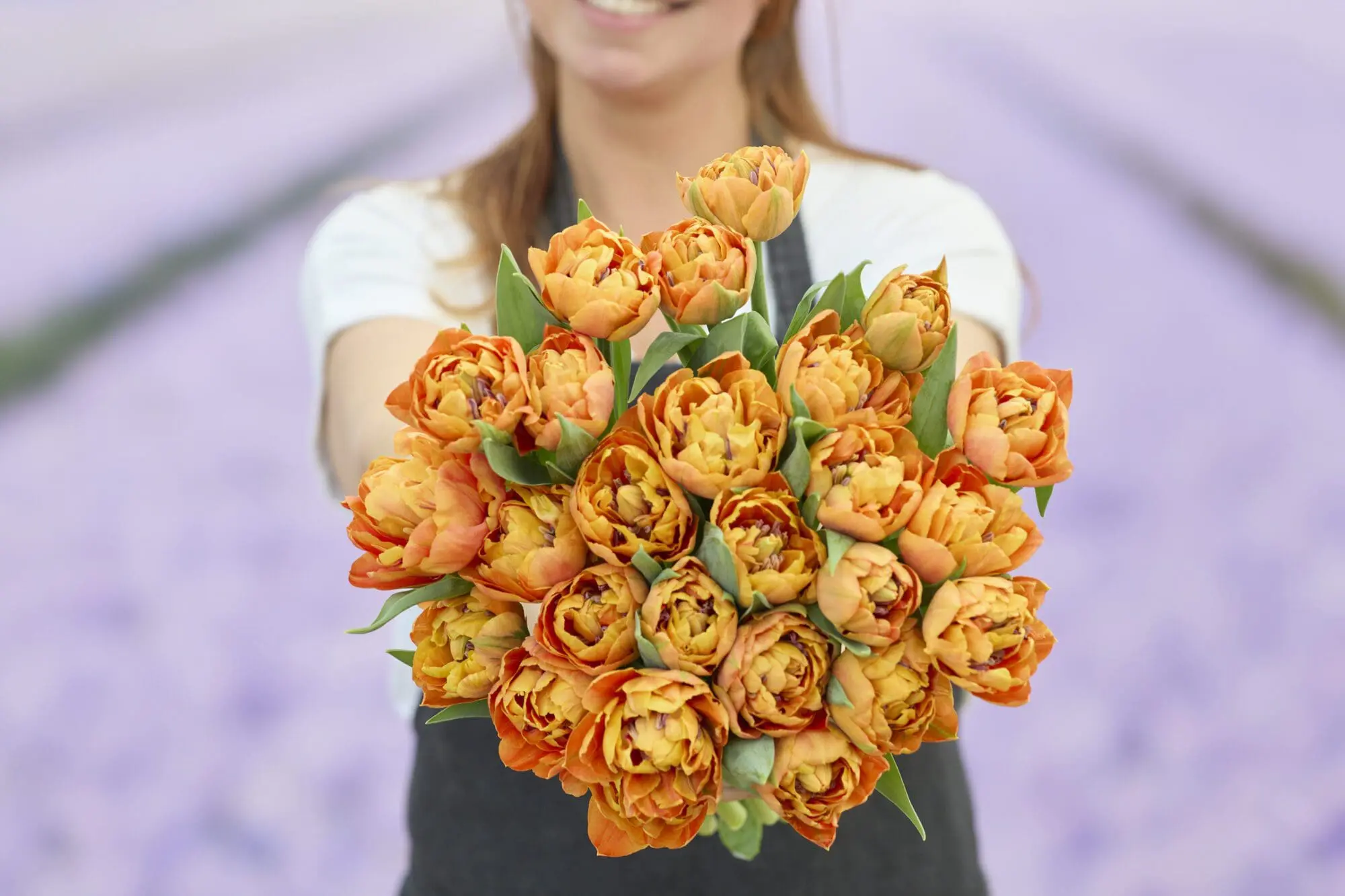 Tulipanløg ‘Valdivia’ (Tulipa Double Early) – Str. 12+ | Fyldt tidlig tulipan | FRA 5,40 KR