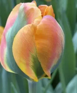 Tulipanløg ‘Orange Marmalade’ (Viridiflora) | Eksklusiv orange-grøn tulipan | Løgstr. 12+ | FRA 5,40 KR.