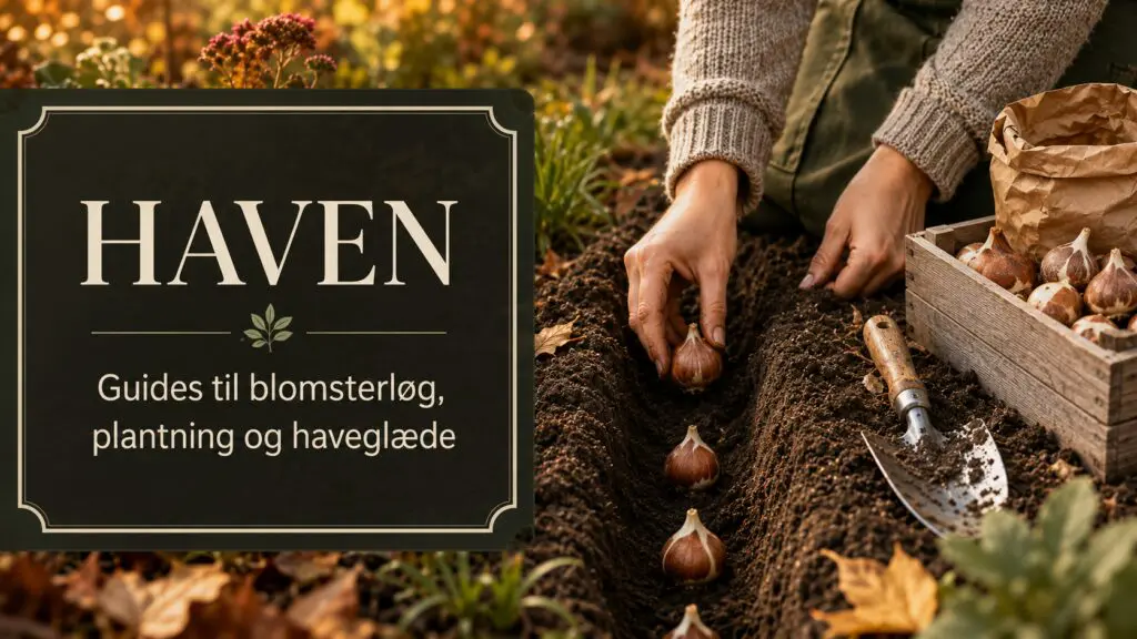 Guides til blomsterløg, plantning og haveglæde.