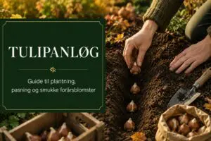 Tulipanløg guide til plantning og pasning af tulipaner og hvordan du sikrer dig det bedste resultat.