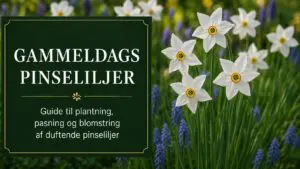 Gammeldags pinseliljer med hvide blomster og orange rød midte i forårshaven