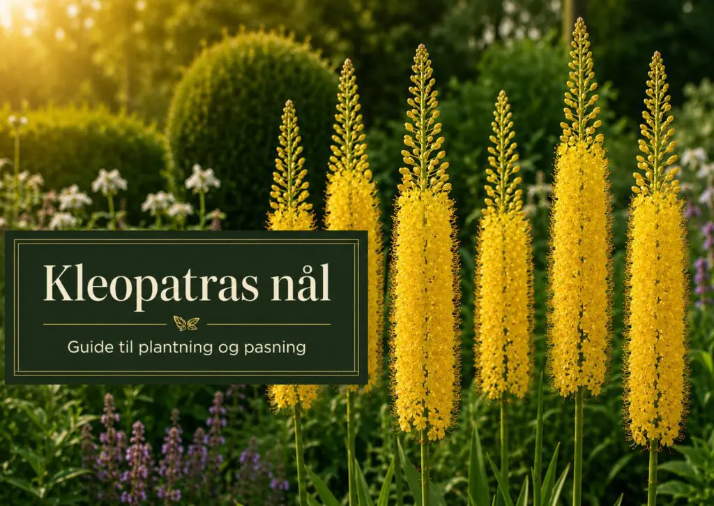 Kleopatras nål Eremurus med høje farverige blomsterspir i et solrigt havebed