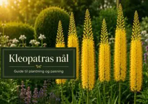 Kleopatras nål Eremurus med høje farverige blomsterspir i et solrigt havebed