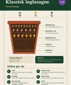 Klassisk løglasagne – 40 blomsterløg til én stor krukke | Pakketilbud