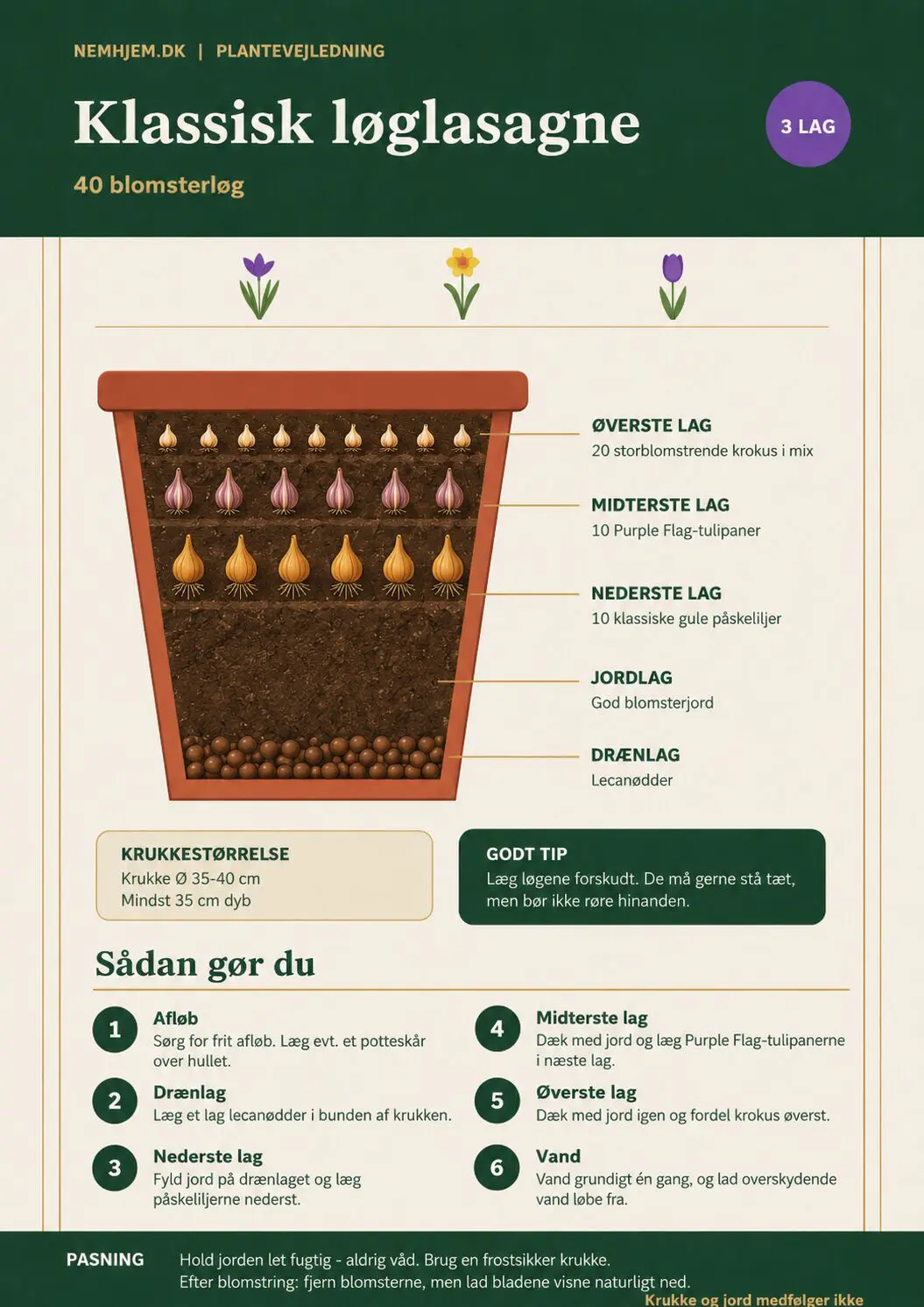 Klassisk løglasagne – 40 blomsterløg til én stor krukke | Pakketilbud