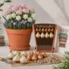 Romantisk løglasagne – 50 blomsterløg til én stor krukke