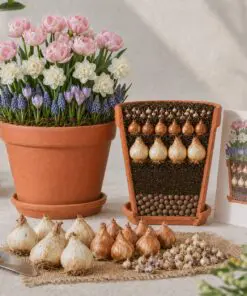 Romantisk løglasagne – 50 blomsterløg til én stor krukke