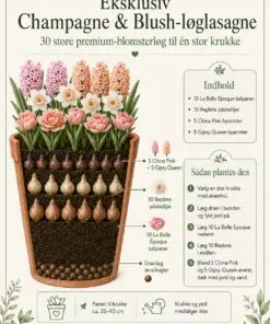 Eksklusiv Champagne & Blush-løglasagne – 30 store premium-blomsterløg til én krukke
