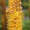 Kleopatras nål Rumba – orangegul Eremurus – barrodsrod str. 1 – FRA 36,95