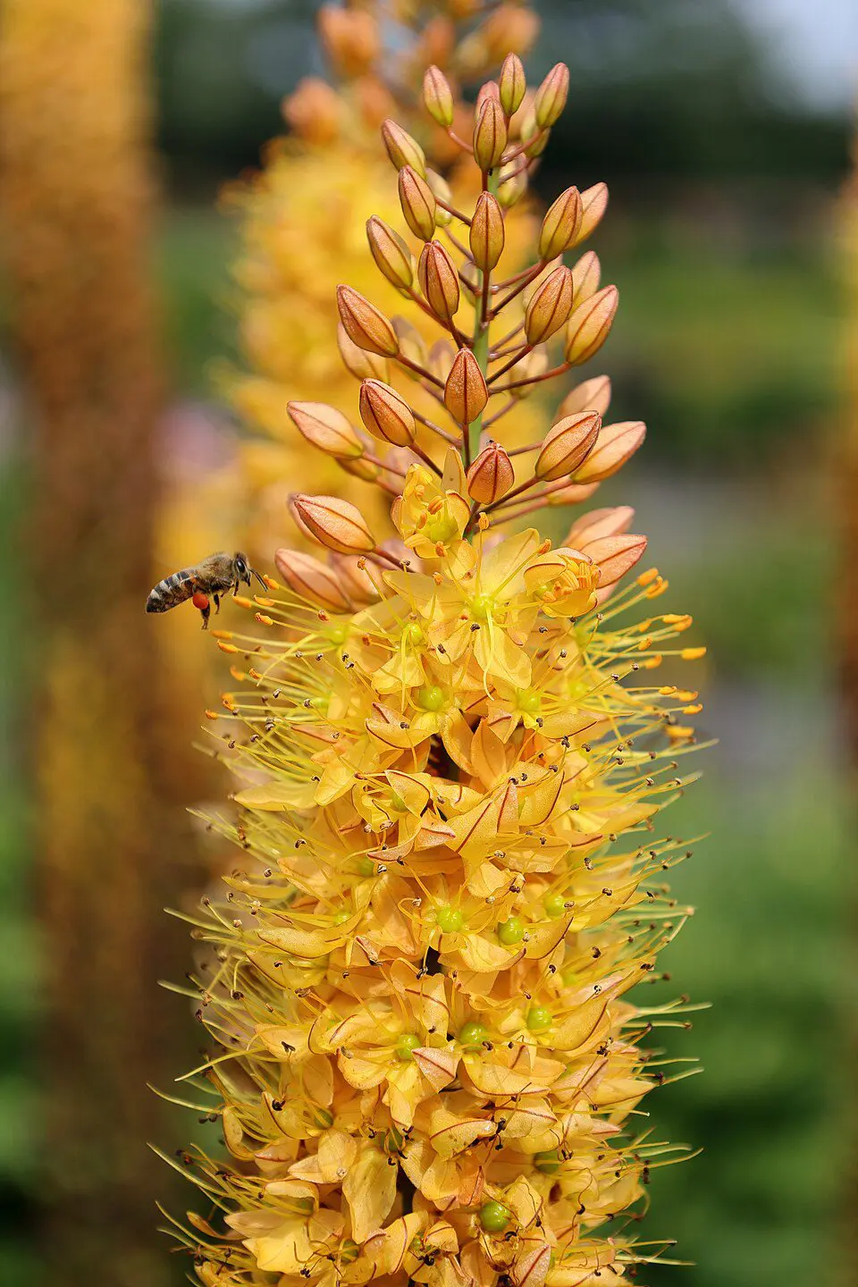 Kleopatras nål Rumba – orangegul Eremurus – barrodsrod str. 1 – FRA 36,95