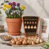 Klassisk løglasagne – 40 blomsterløg til én stor krukke | Pakketilbud
