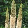 Kleopatras nål Line Dance – creme-hvid Eremurus – barrodsrod str. 1 – FRA 36,95