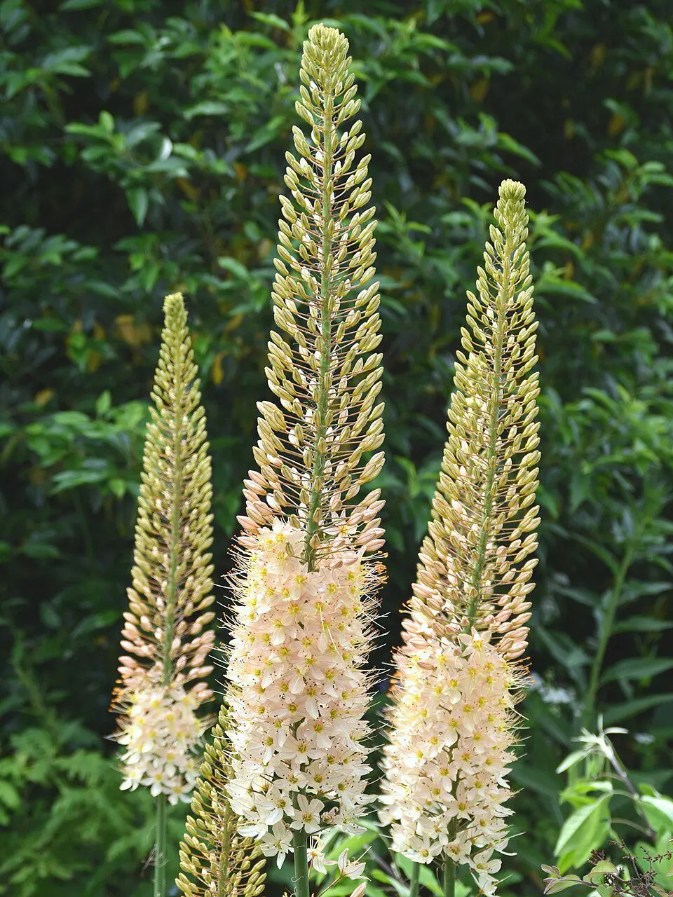 Kleopatras nål Line Dance – creme-hvid Eremurus – barrodsrod str. 1 – FRA 36,95