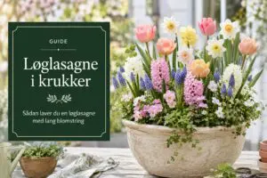 Komplet guide til at lave løglasagne med lang blomstring i forårskrukkerne.