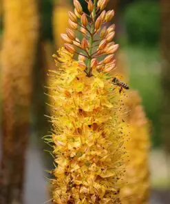 Kleopatras nål Rumba – orangegul Eremurus – barrodsrod str. 1 – FRA 36,95