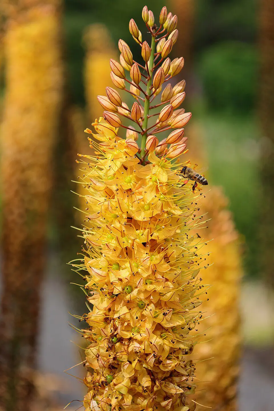 Kleopatras nål Rumba – orangegul Eremurus – barrodsrod str. 1 – FRA 36,95