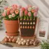 Eksklusiv Champagne & Blush-løglasagne – 30 store premium-blomsterløg til én krukke