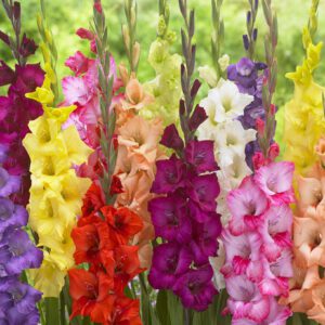 Gladiolus – Mixed farverig blanding – Gladiolusløg 2,50 kr. v/25 stk 1,99 kr. v/100 stk
