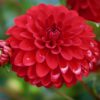 Rød Dahlia – Arnhem 21,95 kr. v/3 stk 19,95 kr. v/10 stk