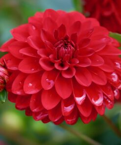 Rød Dahlia – Arnhem 21,95 kr. v/3 stk 19,95 kr. v/10 stk