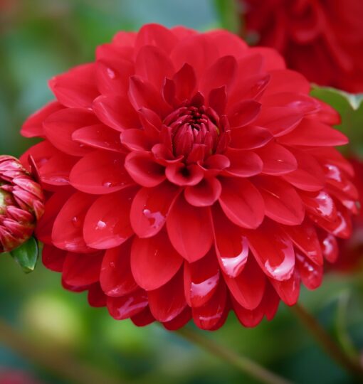 Rød Dahlia – Arnhem 21,95 kr. v/3 stk 19,95 kr. v/10 stk