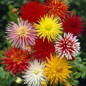Dahlia Mix af kaktus dahlia Str. 1 21,95 kr. v/3 stk 19,95 kr. v/10 stk