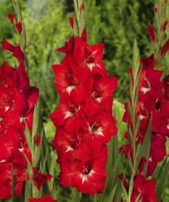 Rød Gladiolus Traderhorn. En flot klassisk rød gladiolus. Stor mængderabat på gladiolus løg.