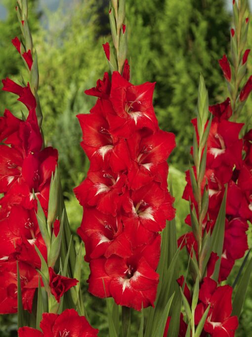 Gladiolus løg – Rød gladiolus “Traderhorn” 2,50 kr. v/25 stk 1,99 kr. v/100 stk