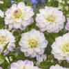 Dahlia Wittem er en smuk decorative dahlia med hvid grundfarve og let rosa yderst på kronbladene. En yderst smuk dahlia. Køb billige dahliaknolde på www.nemhjem.dk