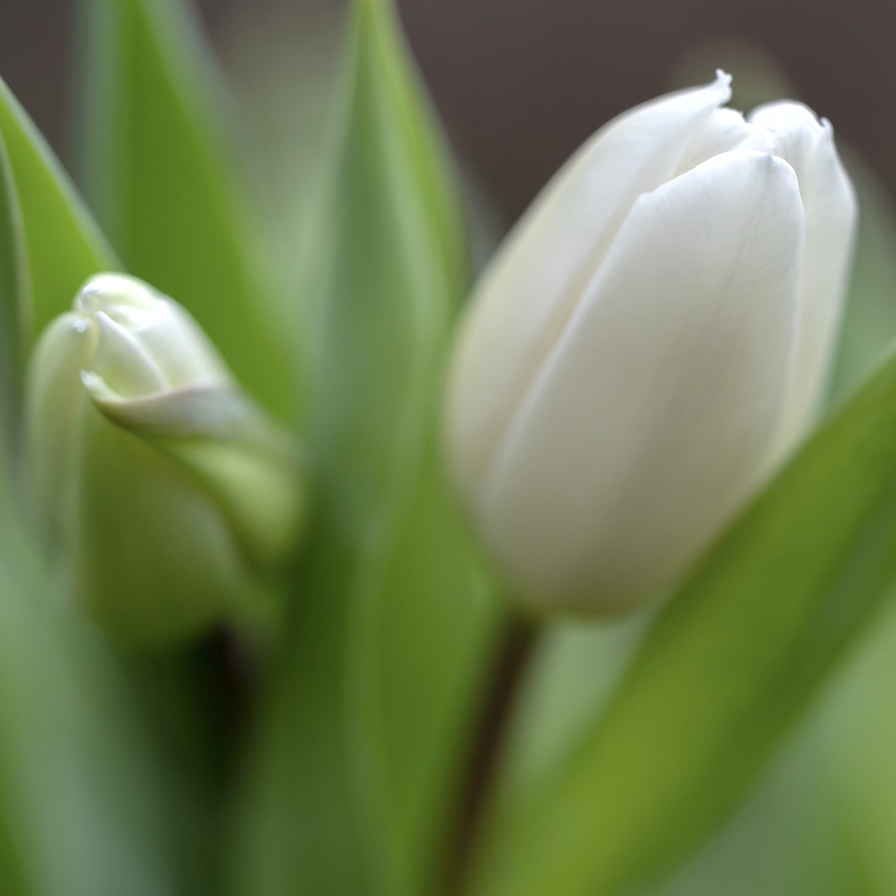 Hvid tulipan Antarctica Tulipanløg – 10 stk. 40,- kr.