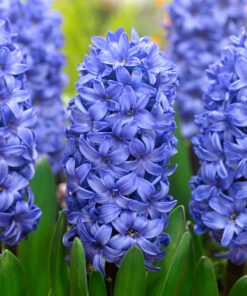 Blå Hyacint Delft Blue Hyacintløg. Smuk blå hyacint der vokser fint i det danske klima. Køb billige hyacintløg på www.nemhjem.dk Danske webshop med stort udvalg af blomsterløg