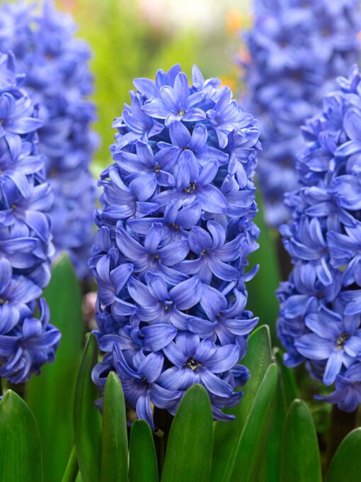 Blå Hyacint – Delft’s blue Hyacintløg 10 stk 59,- kr 25 stk 129,- kr 100 stk. 449,- kr.