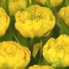 Yellow Pomponette Tulipanløg Gul Dobbelt sen tulipan 10 stk. 35,- kr.