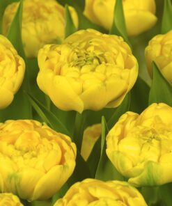 Gul Dobbelttulipan Yellow Pomponette. Smukke store fyldt blomster. Køb tulipanløg på nemHjem.dk til Danmarks bedste priser.