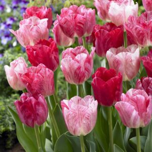 Tulipanløg Rød/Hvid “Hemisphere” Farveskiftende tulipan 10 stk. 24,- kr. 100 stk. 229,- kr. 250 stk. 499,- kr.