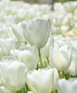 Hvid Tulipan Antartica tulipanløg fra www.nemhjem.dk